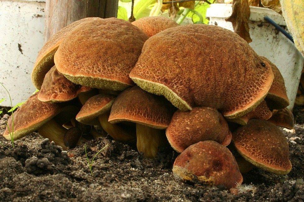 Blozende fluweelboleet