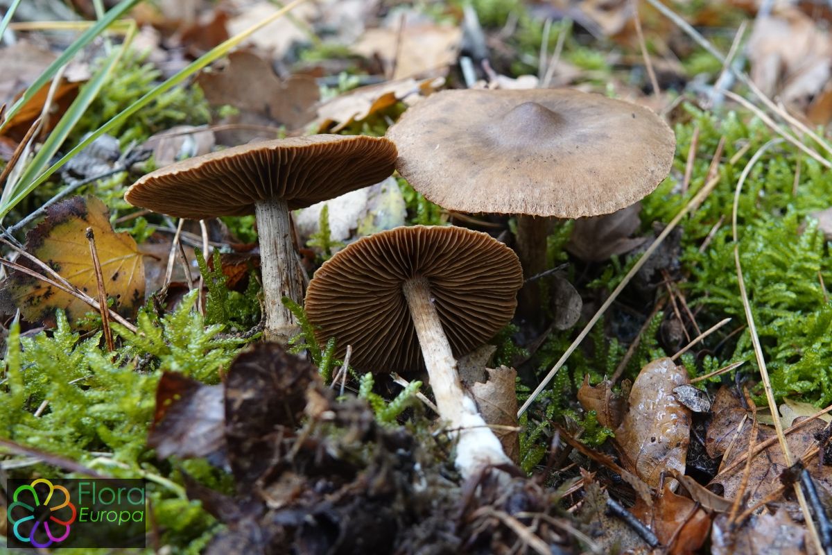 Groene berkengordijnzwam