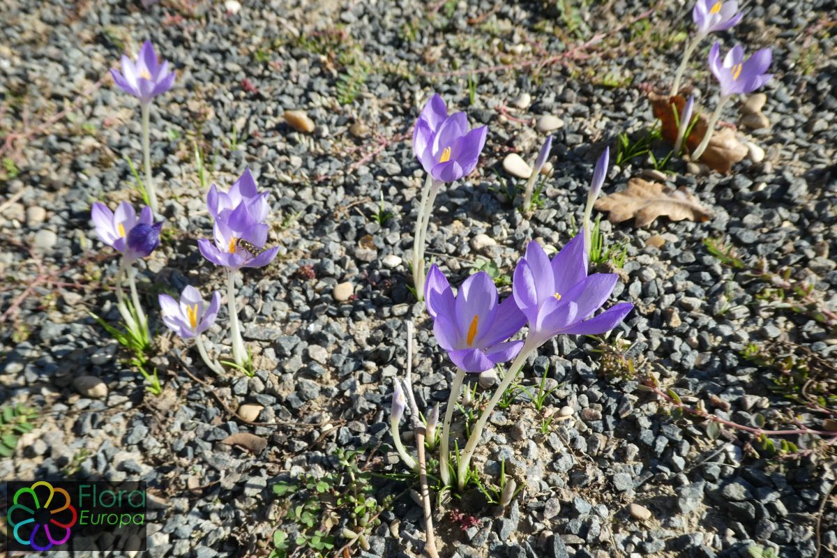 'Herfstkrokus'