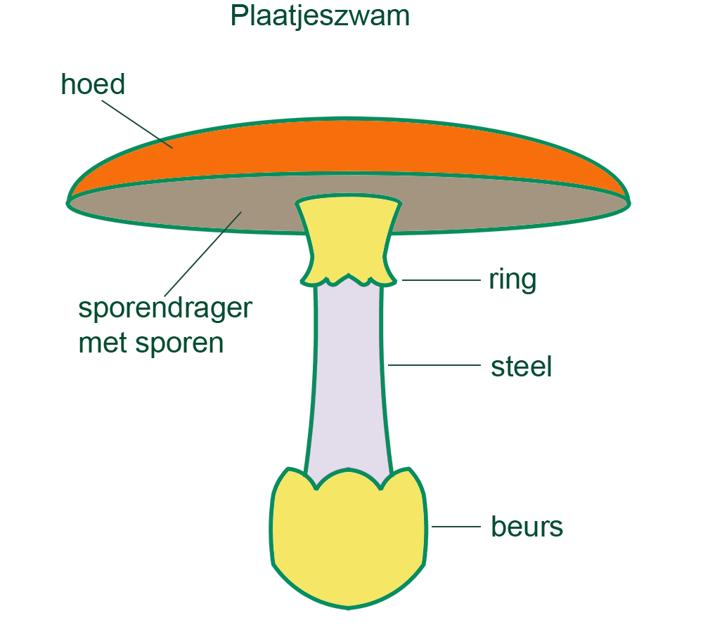 schema paddenstoel