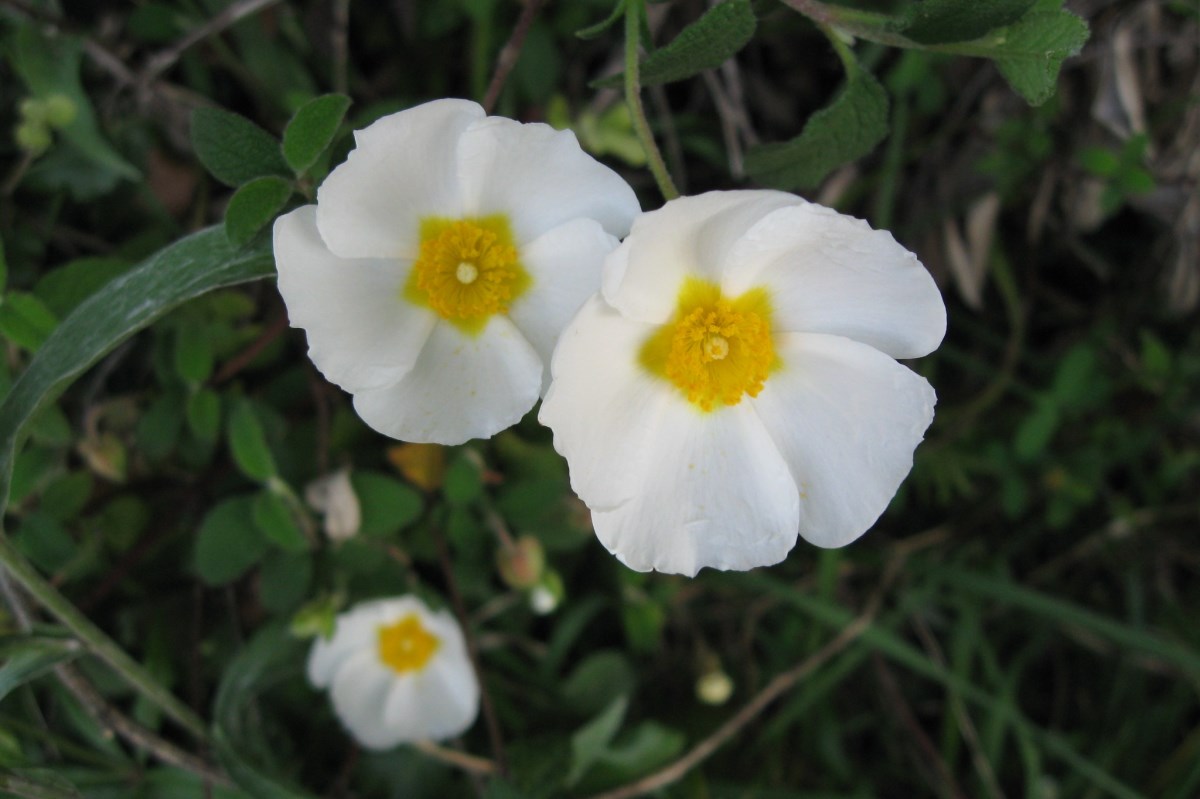 'Cistusroos'