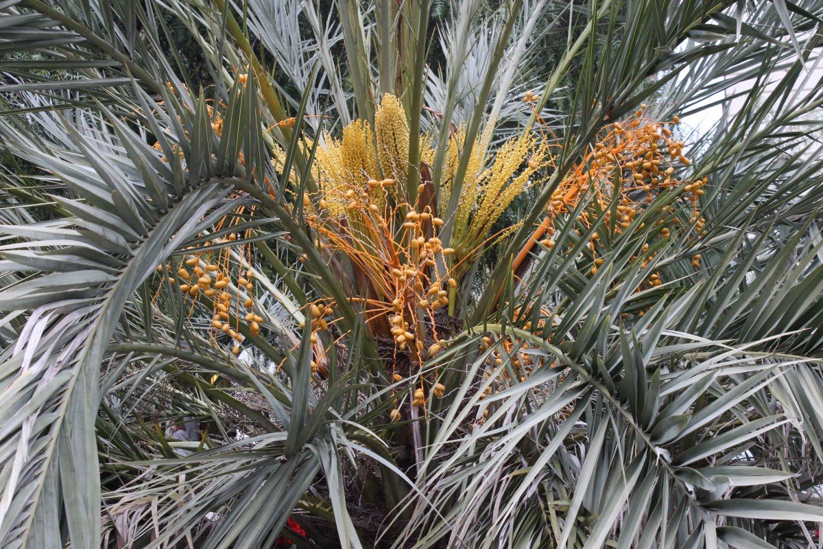 Canarische dadelpalm