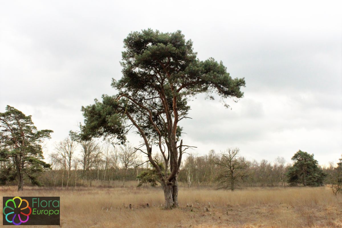 Grove den