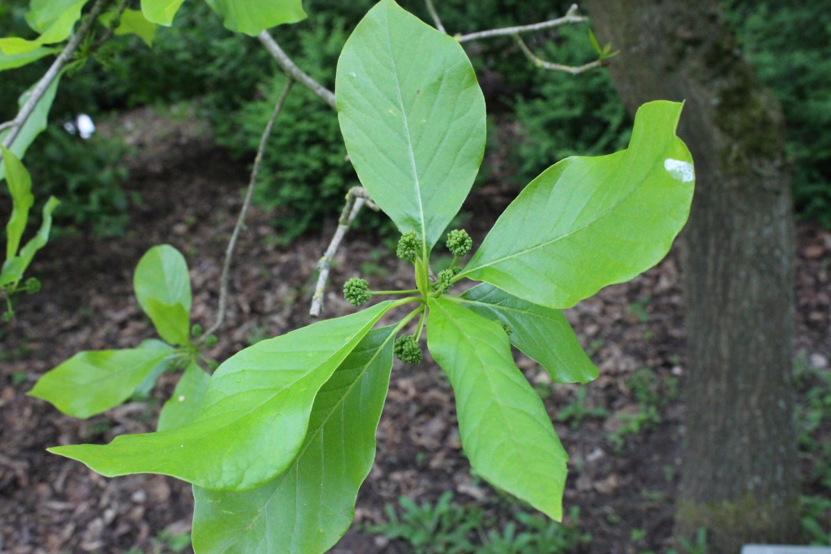 Tupeloboom