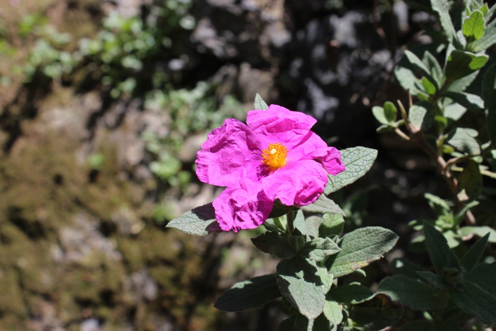 'Witachtige cistus'