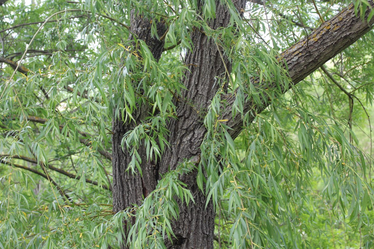 Groene treurwilg