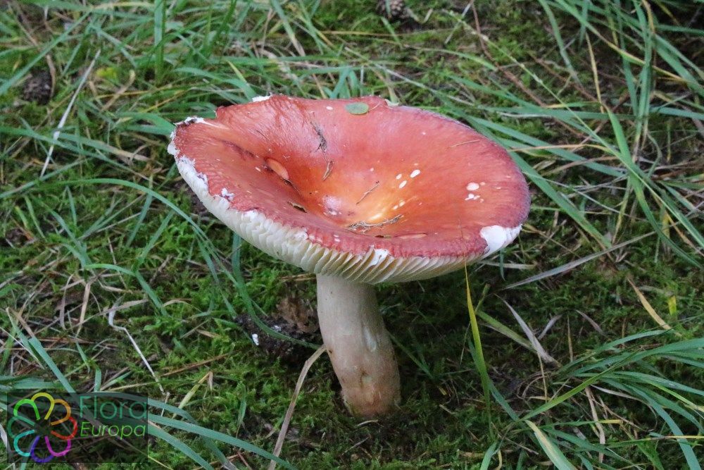 Appelrussula
