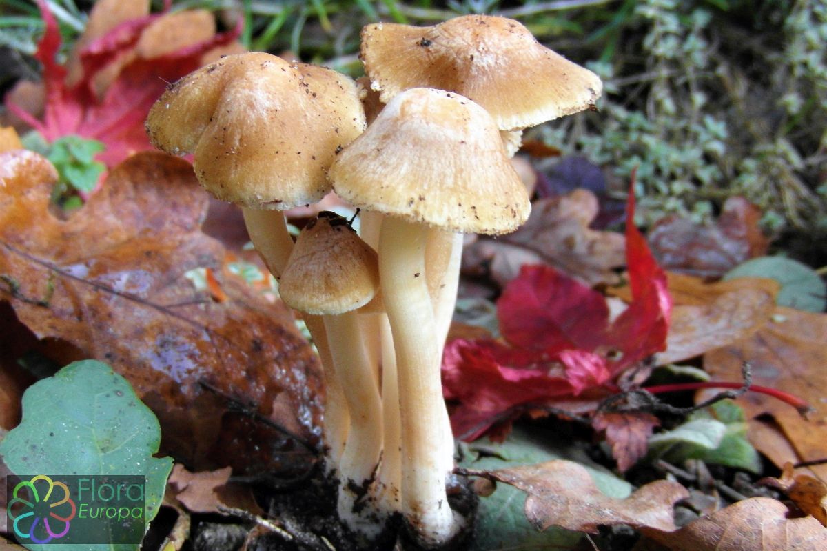 Amandelvezelkop