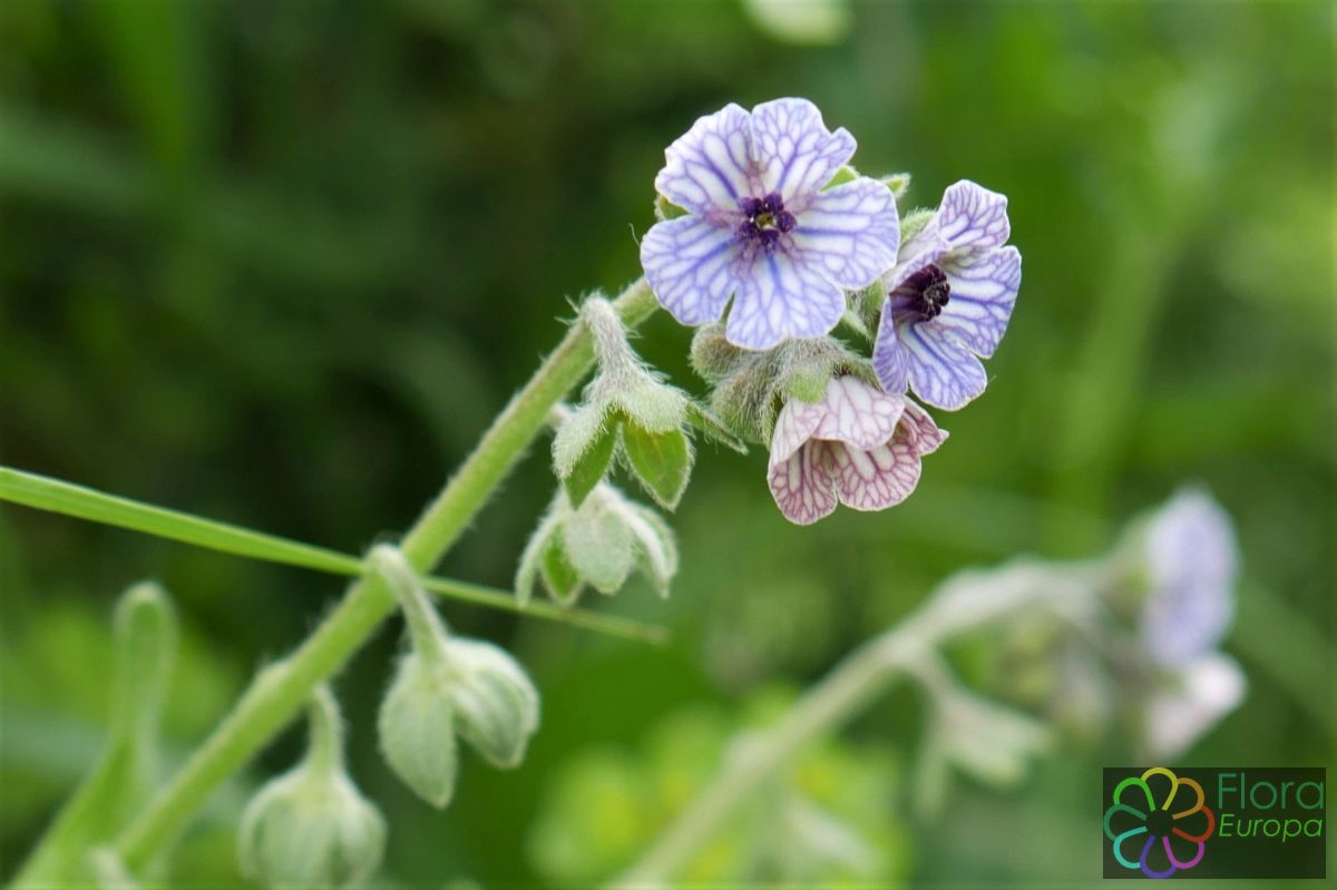 'Kretenzische hondstong'