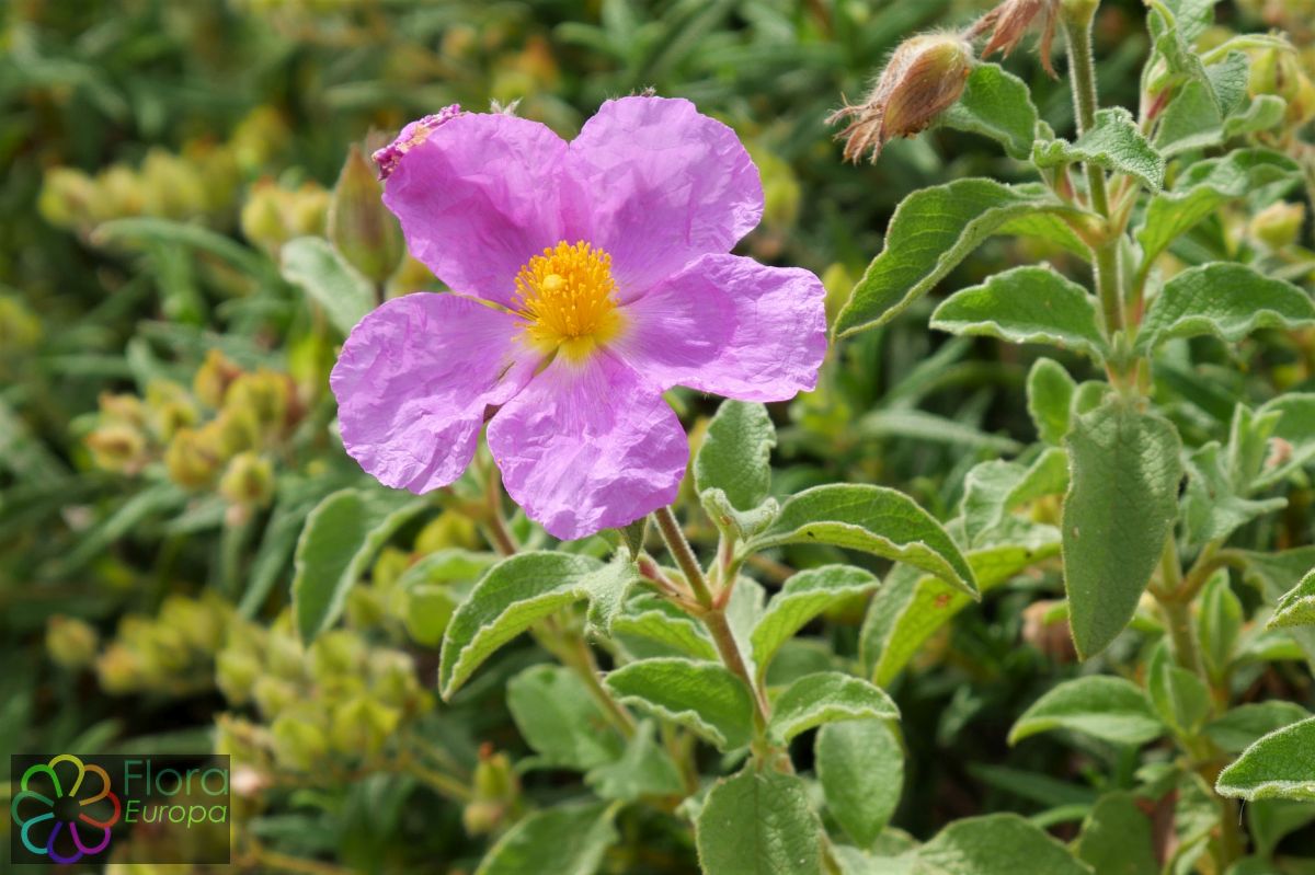 'Kretaanse cistus'