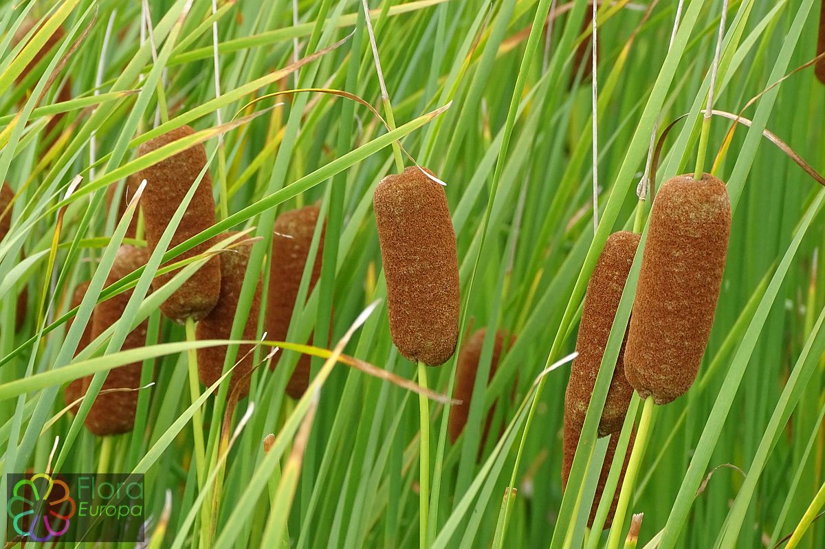 'Bebladerde lisdodde'