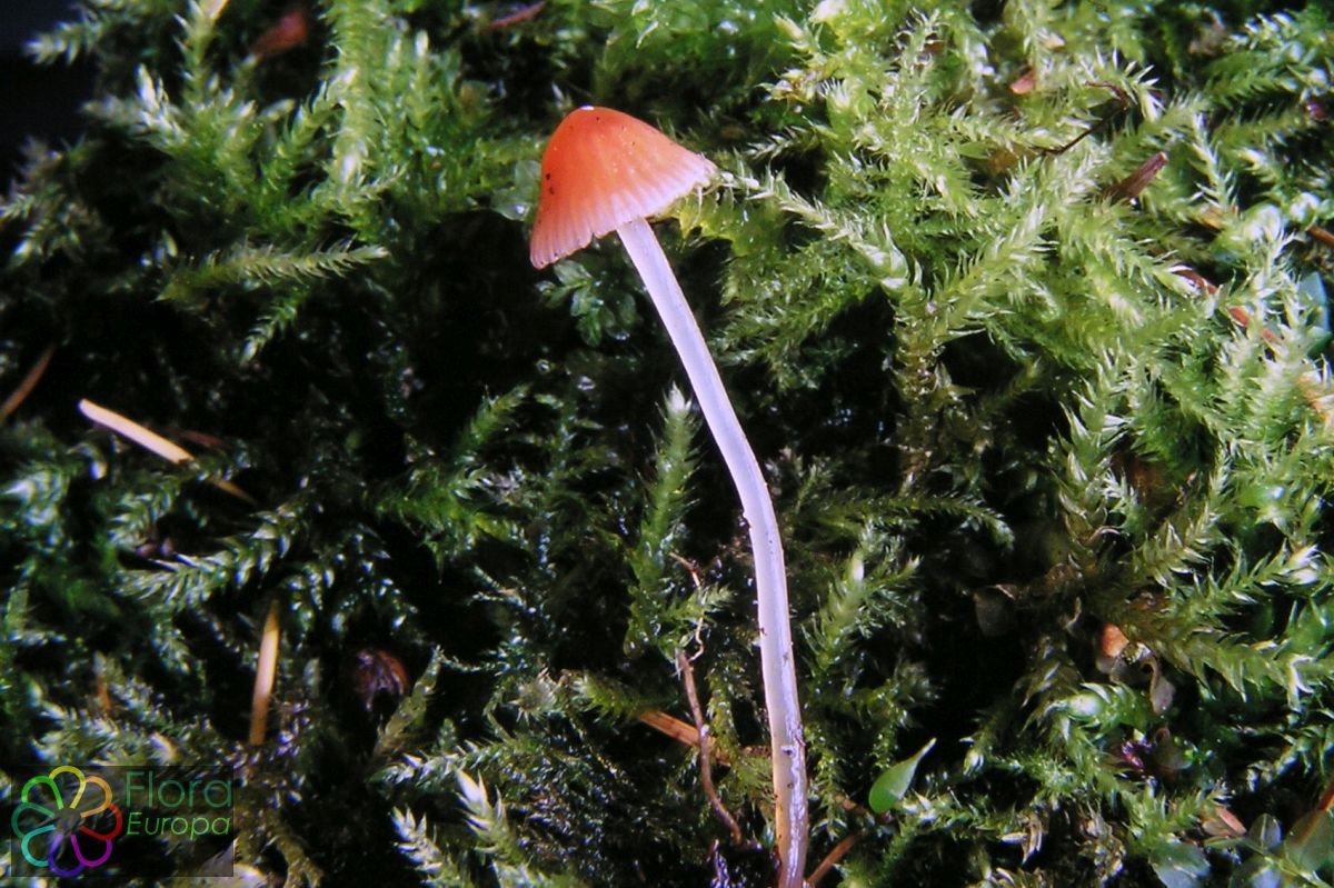 Adonismycena