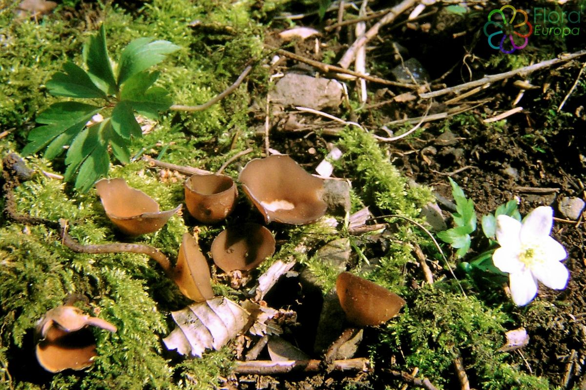 Anemonenbekerzwam