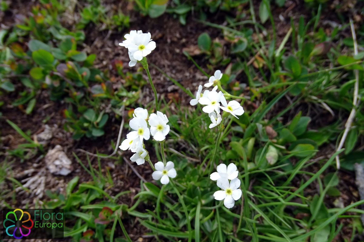 'Stompbladig mansschild'