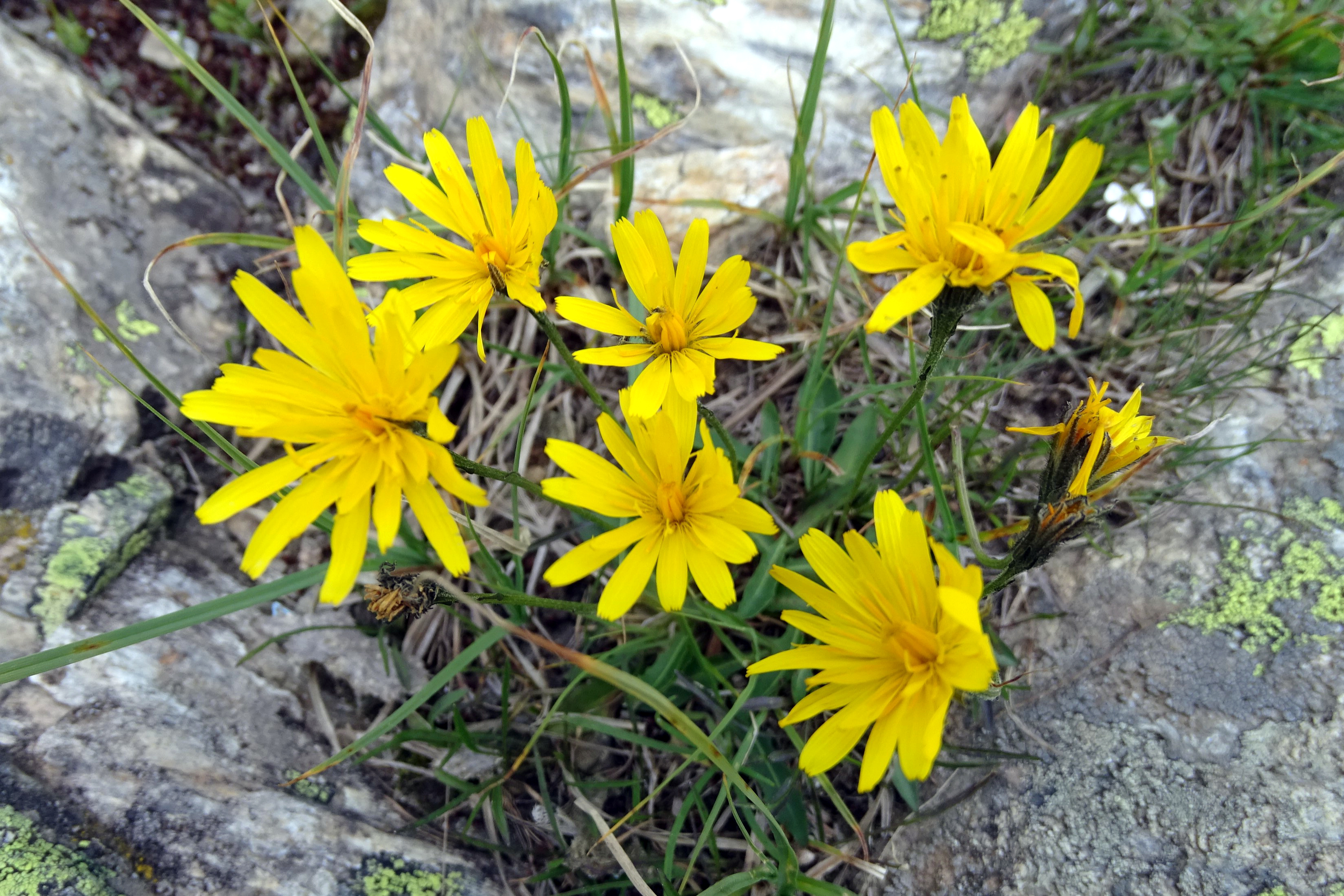 'Pyrenese leeuwentand'