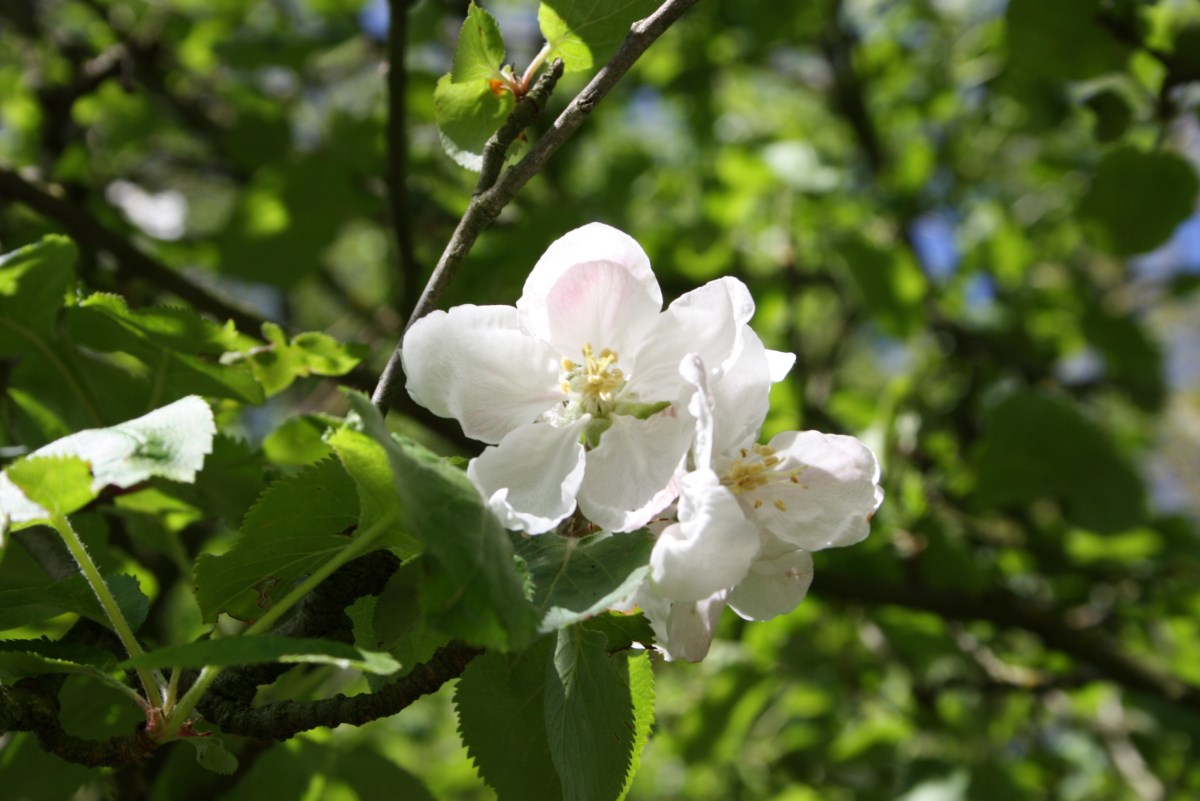 Wilde appel